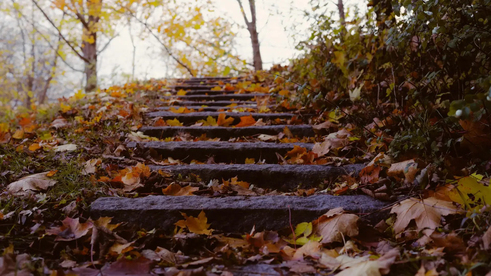 Stone steps covered in fallen autumn leaves leading upward through a tree-lined path Trauma Therapist Institute