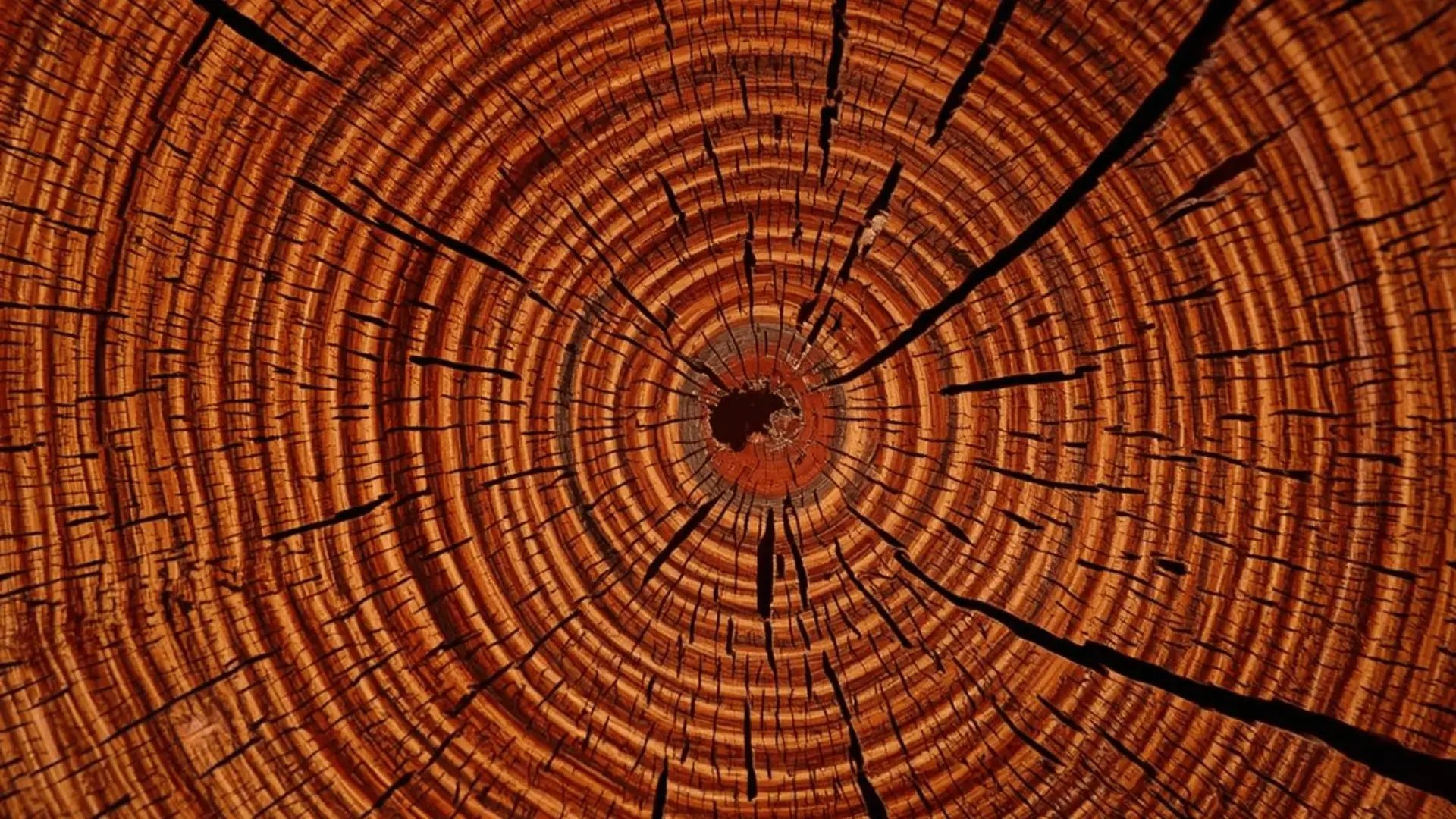 Close-up of tree rings in a cross-section of a tree trunk, showing concentric growth rings and natural cracks in warm amber tones Trauma Therapist Institute