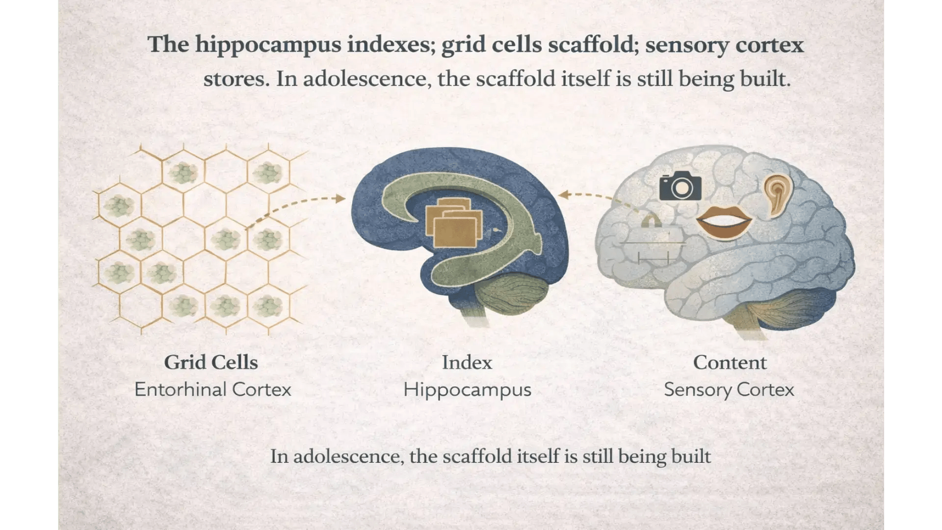 A simplified schematic illustration of the Vector-HaSH model concept (without reproducing the original Nature paper figures). Show: grid cells in entorhinal cortex creating a spatial scaffold (geometric lattice pattern), connected via the hippocampus (acting as an index) to sensory cortex (where content is stored). Caption: "The hippocampus indexes; grid cells scaffold; sensory cortex stores. In adolescence, the scaffold itself is still being built." Clean, schematic, accessible.